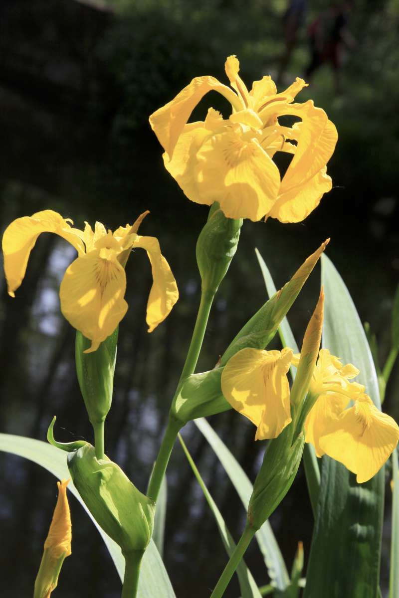 Iris des marais 3764 1200